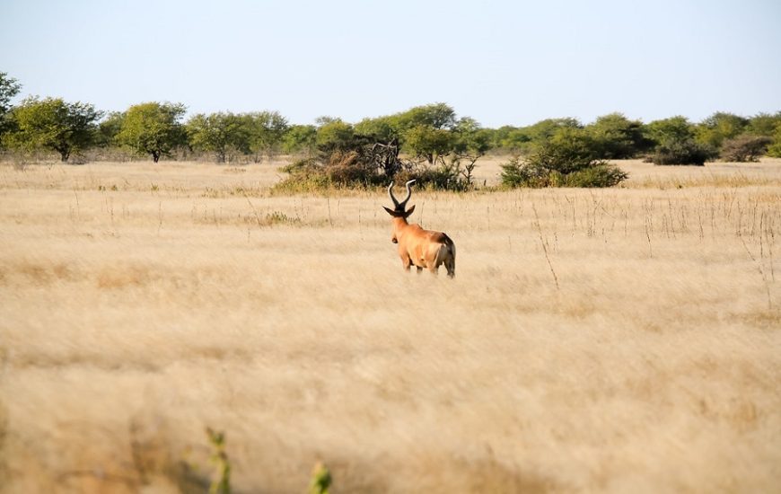 Faire un safari pendant un voyage au Namibie